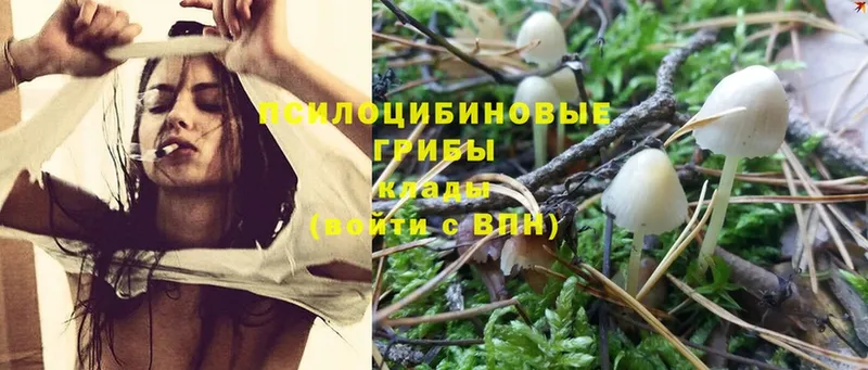 Галлюциногенные грибы Psilocybe  Сыктывкар 